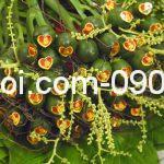 Kinh Nghiệm Tự Chuẩn Bị Mâm Quả Cưới – Hướng dẫn trang trí 6 mâm quả truyền thống Miền Nam